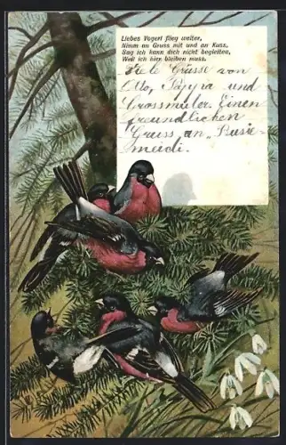 AK Gimpel-Gruppe mit Schneeglöckchen