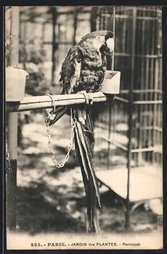AK Paris, Jardin des Plantes, Perroquet