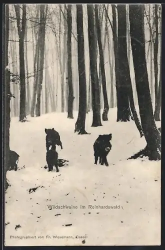 AK Reinhardswald, Wildschweine im Winter