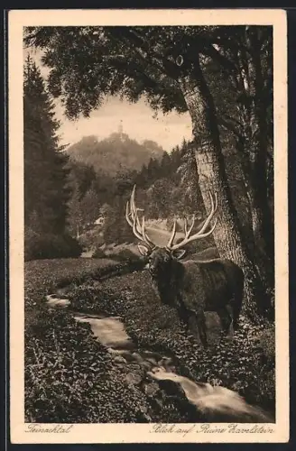 AK Teinachtal, Hirsch am Wasser, Zavelstein