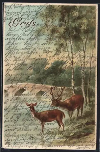 AK Hirschpaar an einem Gewässer