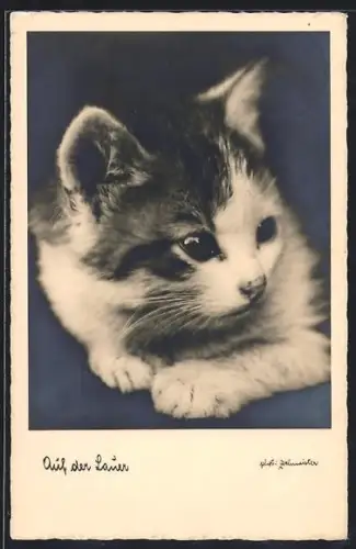 AK Auf der Lauer, Katze