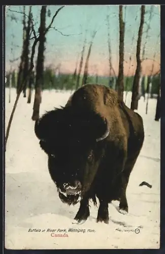 AK Winnipeg, Man., Buffalo at River Park