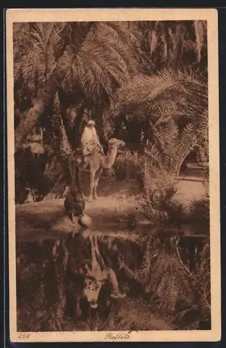 AK Beduine auf Kamel am Wasser