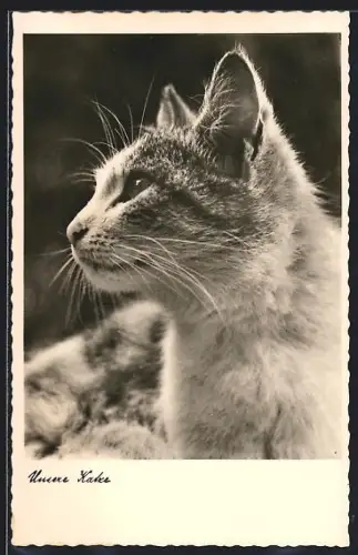 AK Unsere Katze, Portrait