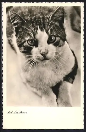AK Auf der Lauer, Katzenportrait