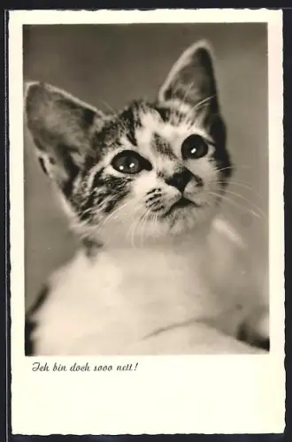 AK Ich bin doch sooo nett!, Katzenportrait