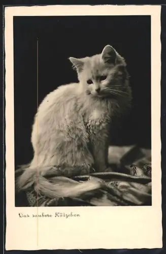 AK Das saubere Kätzchen, Portrait
