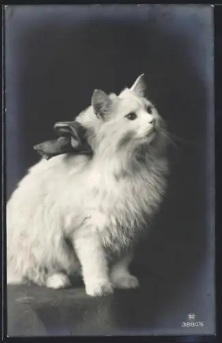 AK Angorakatze mit Schleife, Portrait
