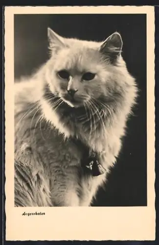 AK Angorakatze mit Glöckchen