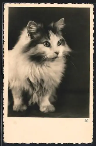 AK Kleine Katze, Portrait