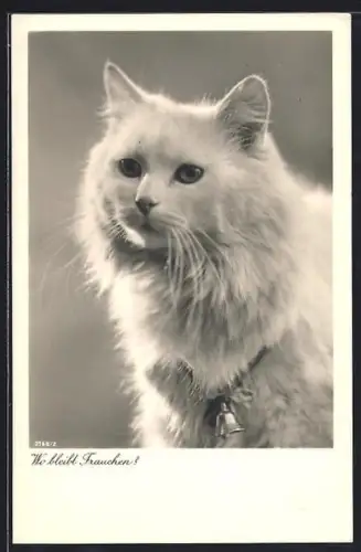 AK Weisse Katze, Portrait