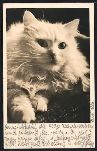 AK Portrait einer weissen Katze
