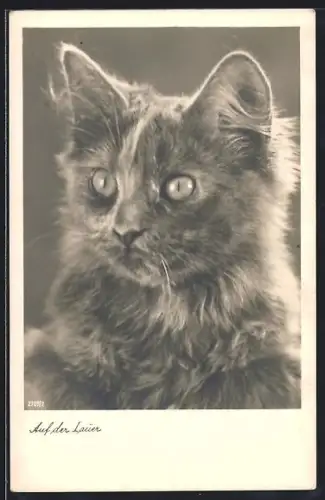 AK Katze mit eindringlichem Blick, Portrait