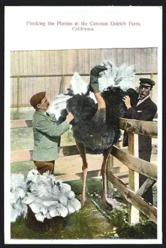 AK California, Cawston Ostrich Farm, Plucking the Plumes
