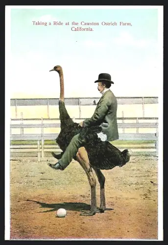 AK California, Cawston Ostrich Farm, Taking a Ride