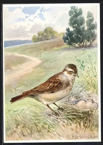 AK Heidelerche mit Gelege