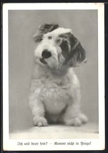 AK Ich und brav sein?, Rauhhaarterrier, Welpe