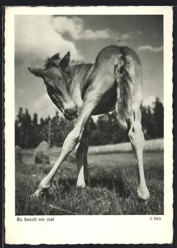 AK Fohlen auf der Weide