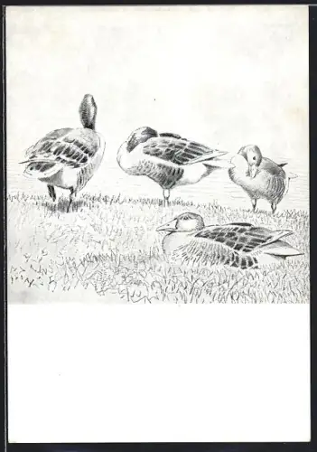 AK Enten auf einer Wiese