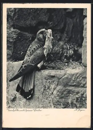 AK Turmfalke mit seiner Beute