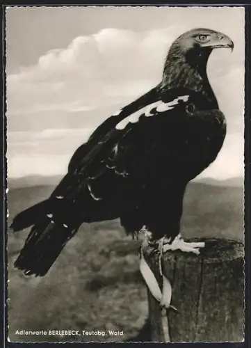 AK Berlebeck /Teutoburger W., Adlerwarte, Kaiseradler Sascha