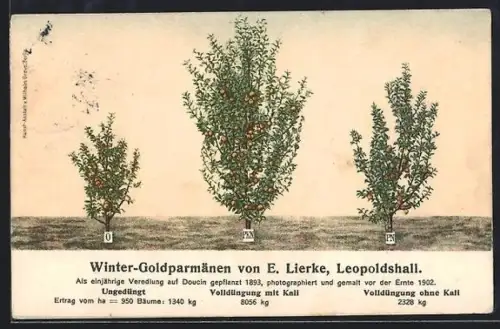 AK Reklame Kali, Winter-Goldparmänen im gedüngten und ungedüngtem Zustand