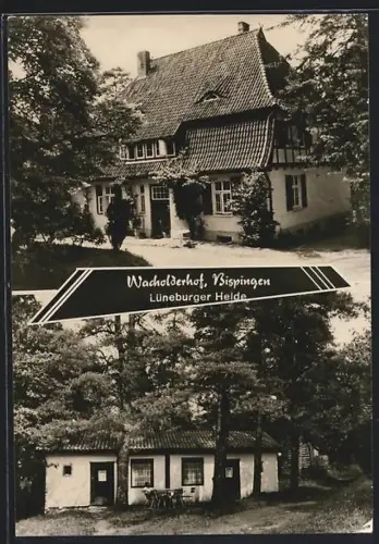 AK Bispingen /Lüneburger Heide, Wacholderhof