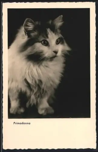 AK Primadonna, Katze