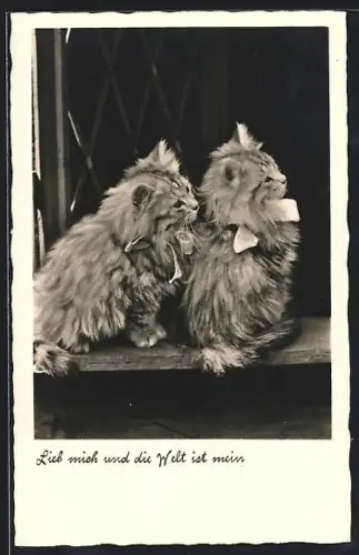 AK Zwei junge Katzen mit Schleifen