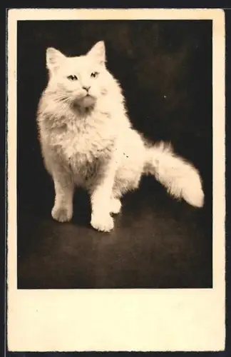 AK Sitzende weisse Katze mit flauschigem Fell