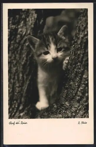 AK Katzenkind zwischen Bäumen