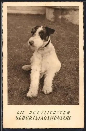 AK Foxterrier auf Rasen, Geburtstagsgruss