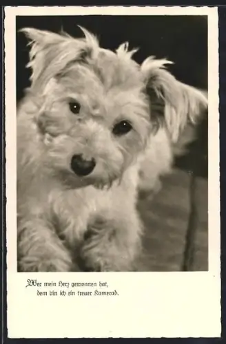 AK Wer mein Herz genommen hat..., Terrier