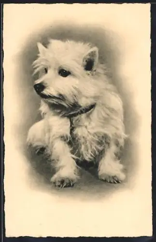 AK Weisser Terrier mit Halsband