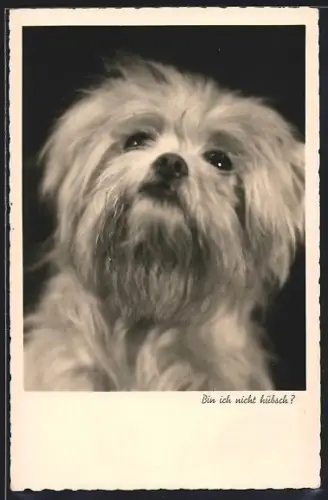 AK Weisser Hund mit langem Fell, Portrait