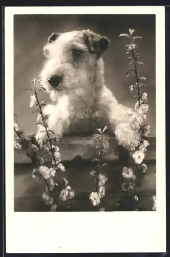 AK Terrier hinter blühenden Zweigen