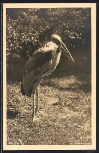 AK München, Zoo, Marabu auf einer Wiese