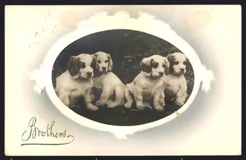 AK Ein Wurf Jagdhundwelpen