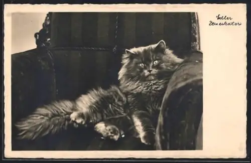 AK Rassekatze auf einem Sessel