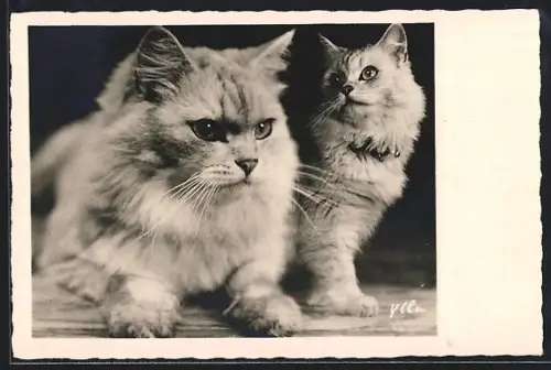 AK Zwei Katzen, Portrait