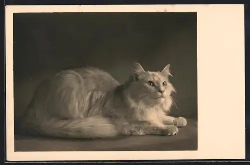AK Liegende Katze mit langem Fell