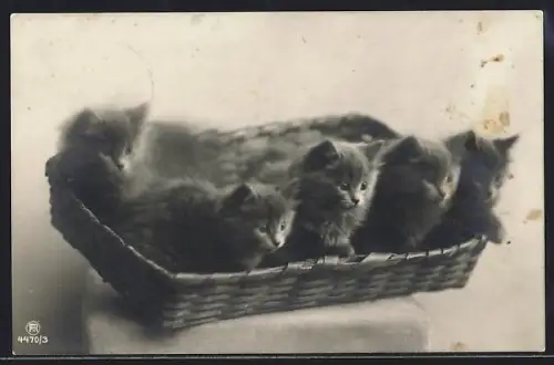 AK Katzenwelpen in einem Korb