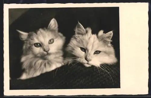 AK Zwei junge Katzen, Portrait