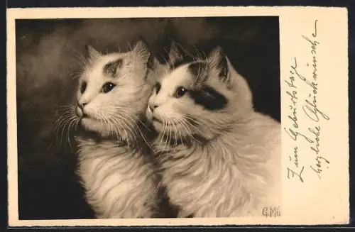 AK Zwei weisse Katzen mit schwarzen Flecken