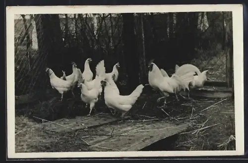 Foto-AK Hühner im Maschendraht-Gehege