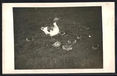 Foto-AK Gans mit Jungen