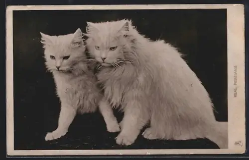 AK Zwei Perserkatzen mit entschlossenem Blick