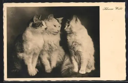 AK Schwere Wahl, Drei Katzen