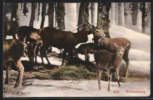 AK Rehe und Hirsche bei der Wildfütterung